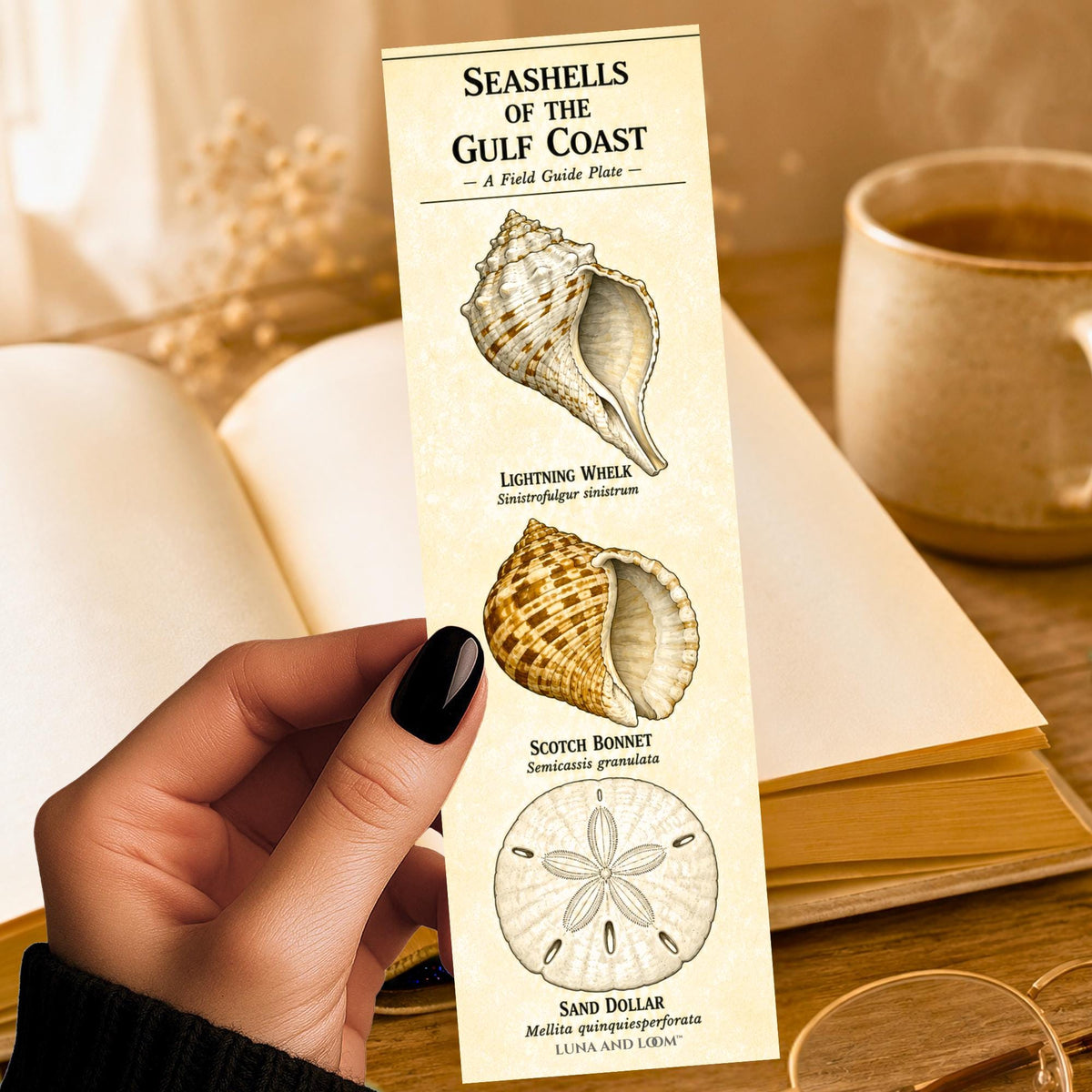 Gulf Coast bookmark | Seashells | Field Guide to Nature | Naturalist