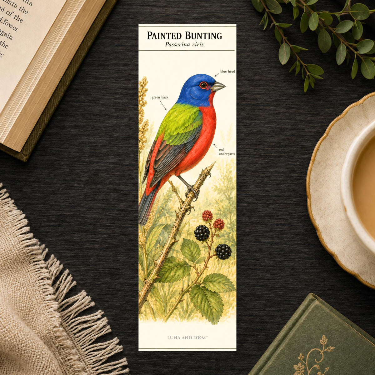 Painted Bunting Bird Bookmark | Nature Lover Gift | Naturalist Field Guide Art |